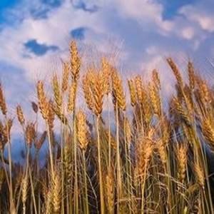 Meet your Posher, Chandra